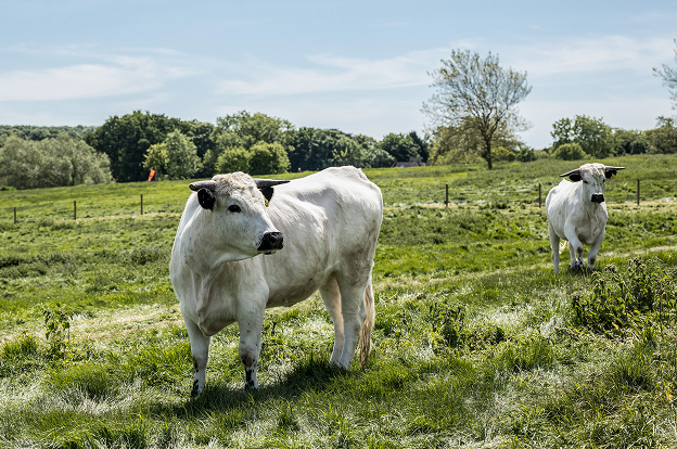 Cow in field